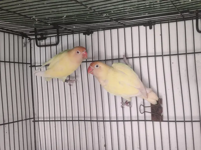 LoveBirds Breeding Pairs — photo 7
