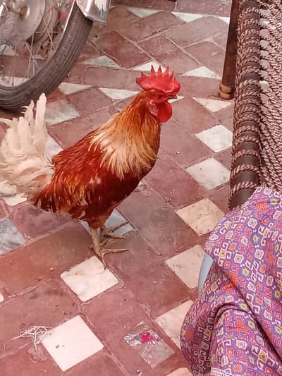 for sale full healthy