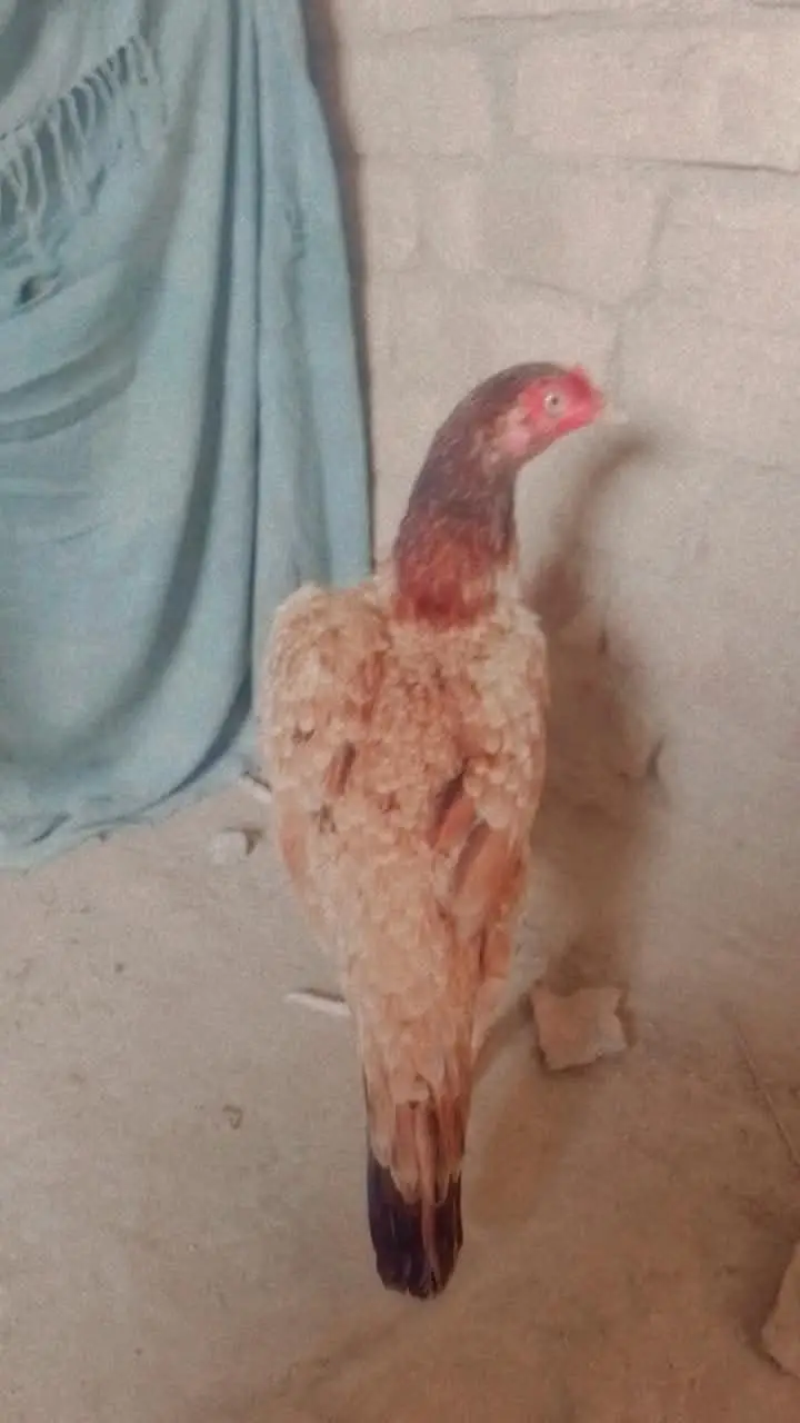 Healdyi and active Aseel margi jis Bhai ko chai ha wo he rabata kara — photo 2