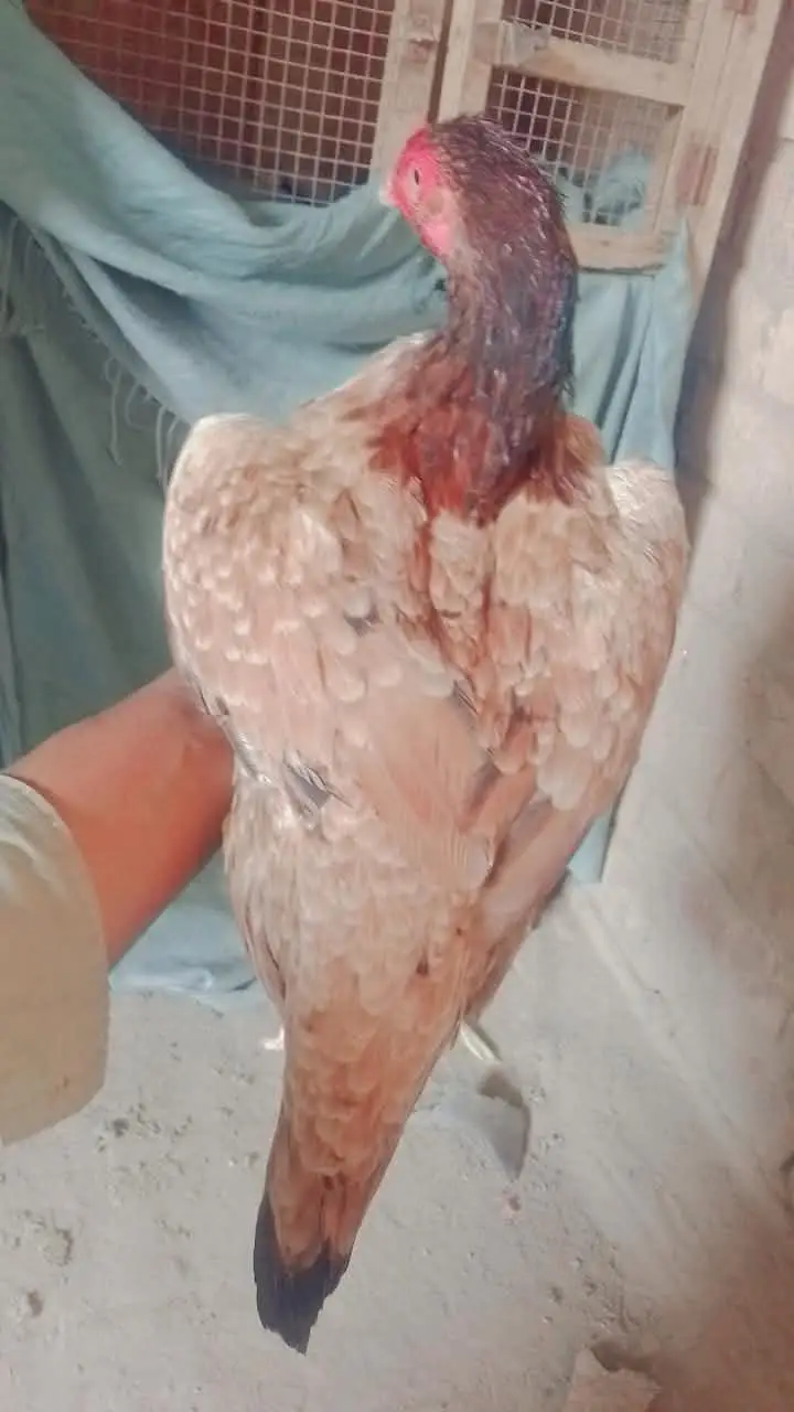 Healdyi and active Aseel margi jis Bhai ko chai ha wo he rabata kara — photo 3