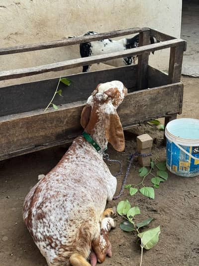 makhi chini Bakri boht achi height or length ma