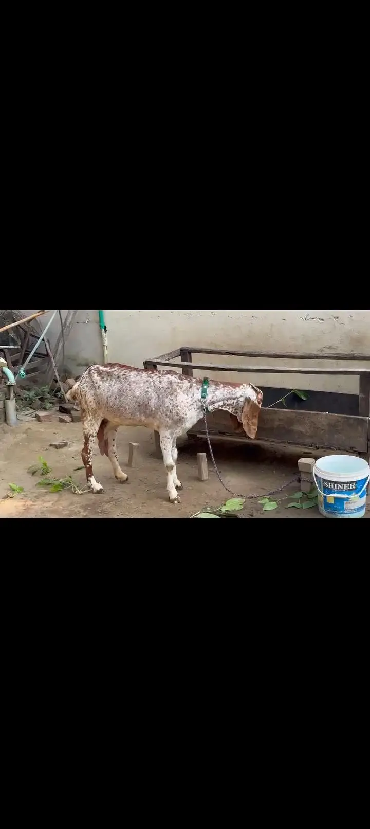 makhi chini Bakri boht achi height or length ma — photo 2