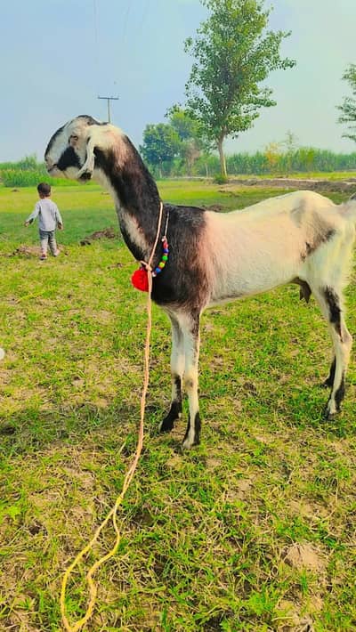 kalmori bakri munasib price men ziyada hight wali bakri