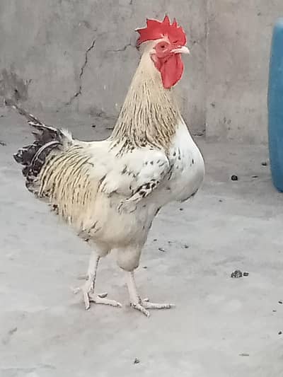Active phathy 3 Murgiya hai 1 murga hai