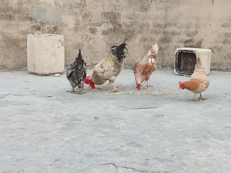 Active phathy 3 Murgiya hai 1 murga hai — photo 2