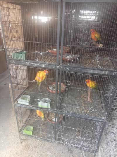 cages available for sale n sunconure parrots