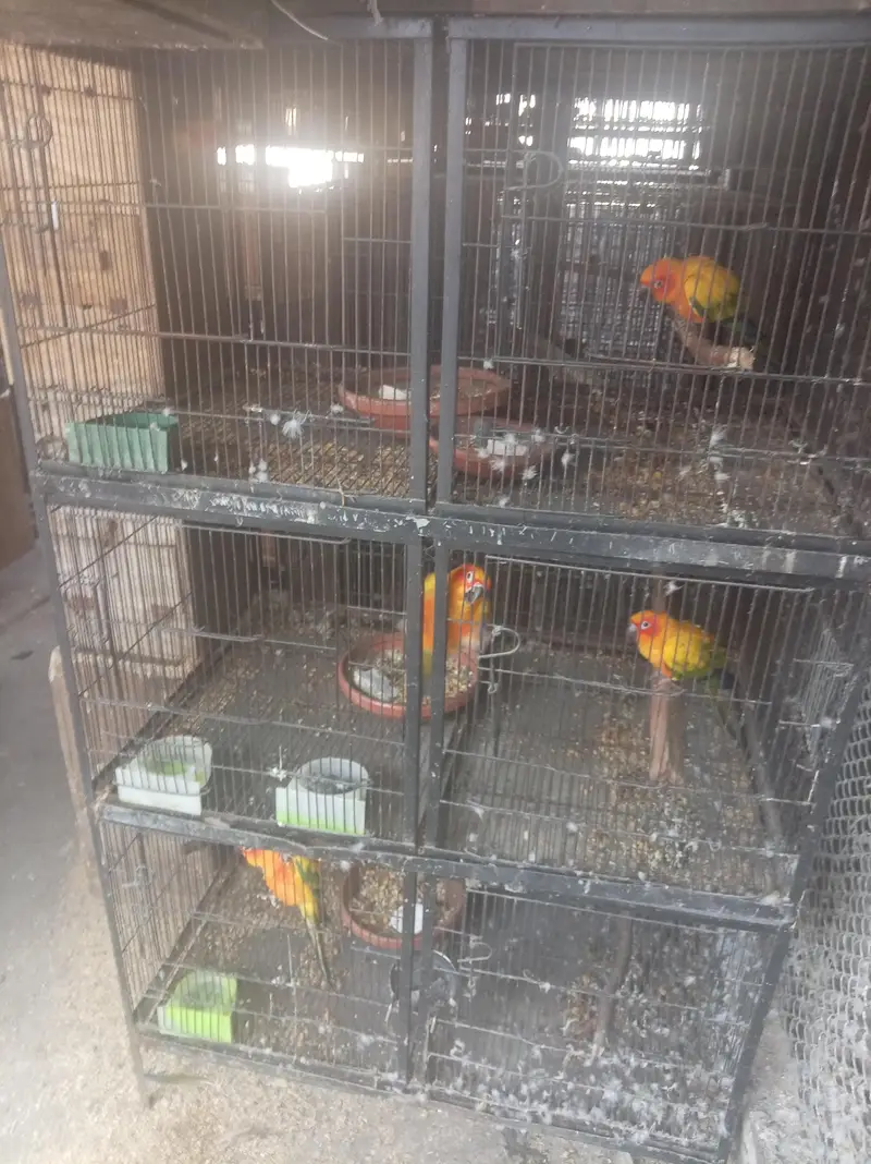 cages available for sale n sunconure parrots — photo 2