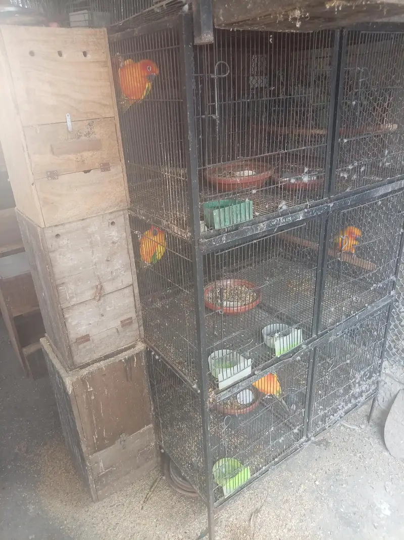 cages available for sale n sunconure parrots — photo 3