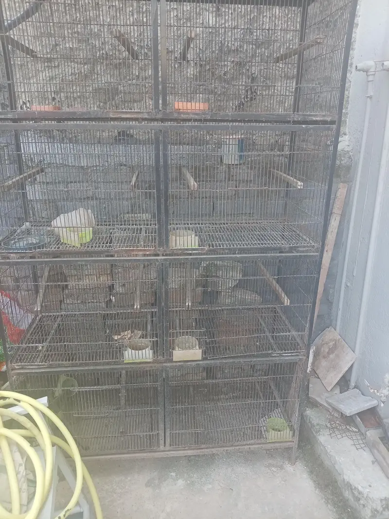 cages available for sale n sunconure parrots — photo 4