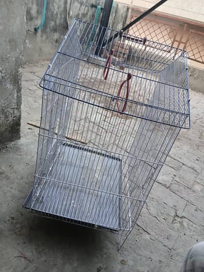 love bird's with cage