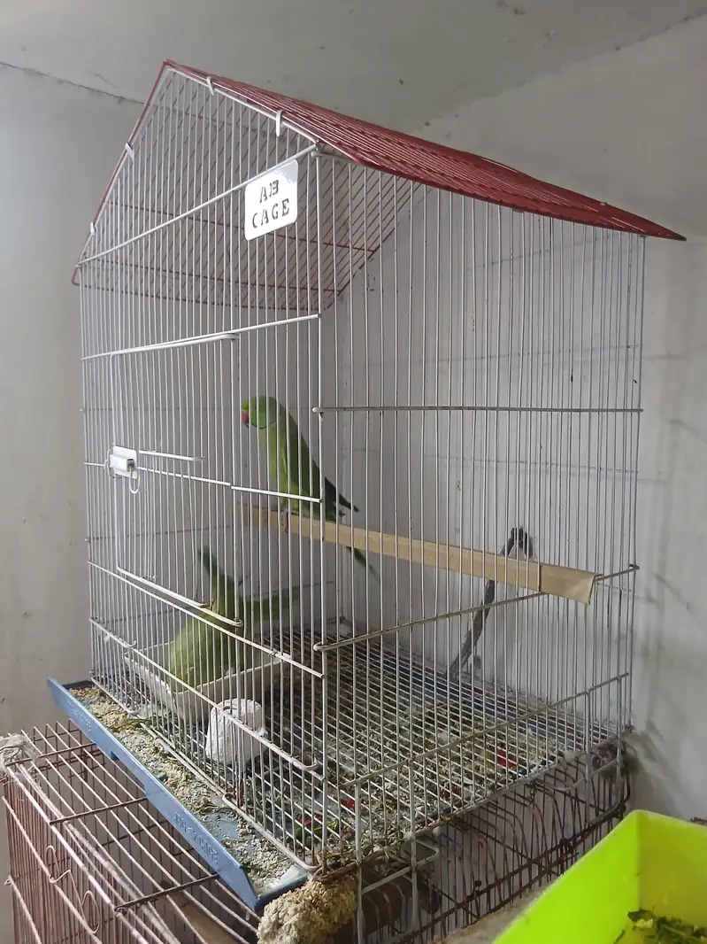 love bird's with cage — photo 2