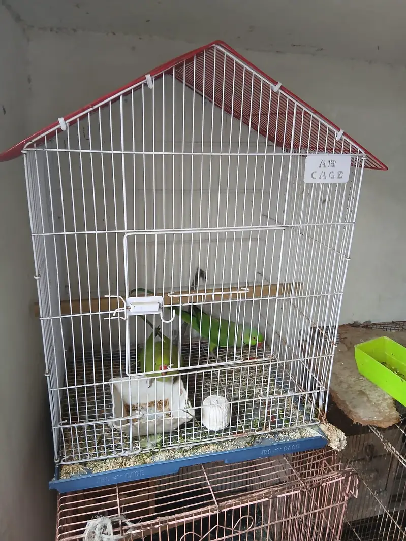 love bird's with cage — photo 3
