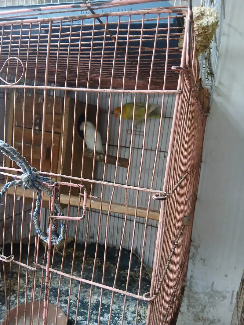 love bird's with cage — photo 7