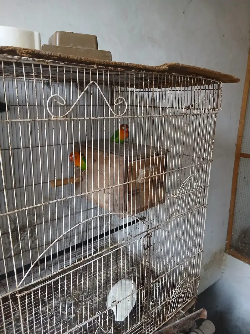 love bird's with cage — photo 8