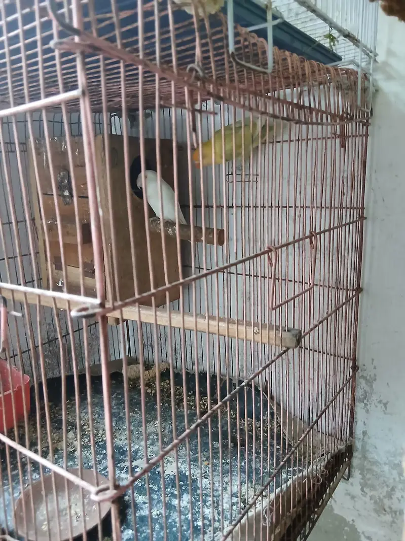 love bird's with cage — photo 9