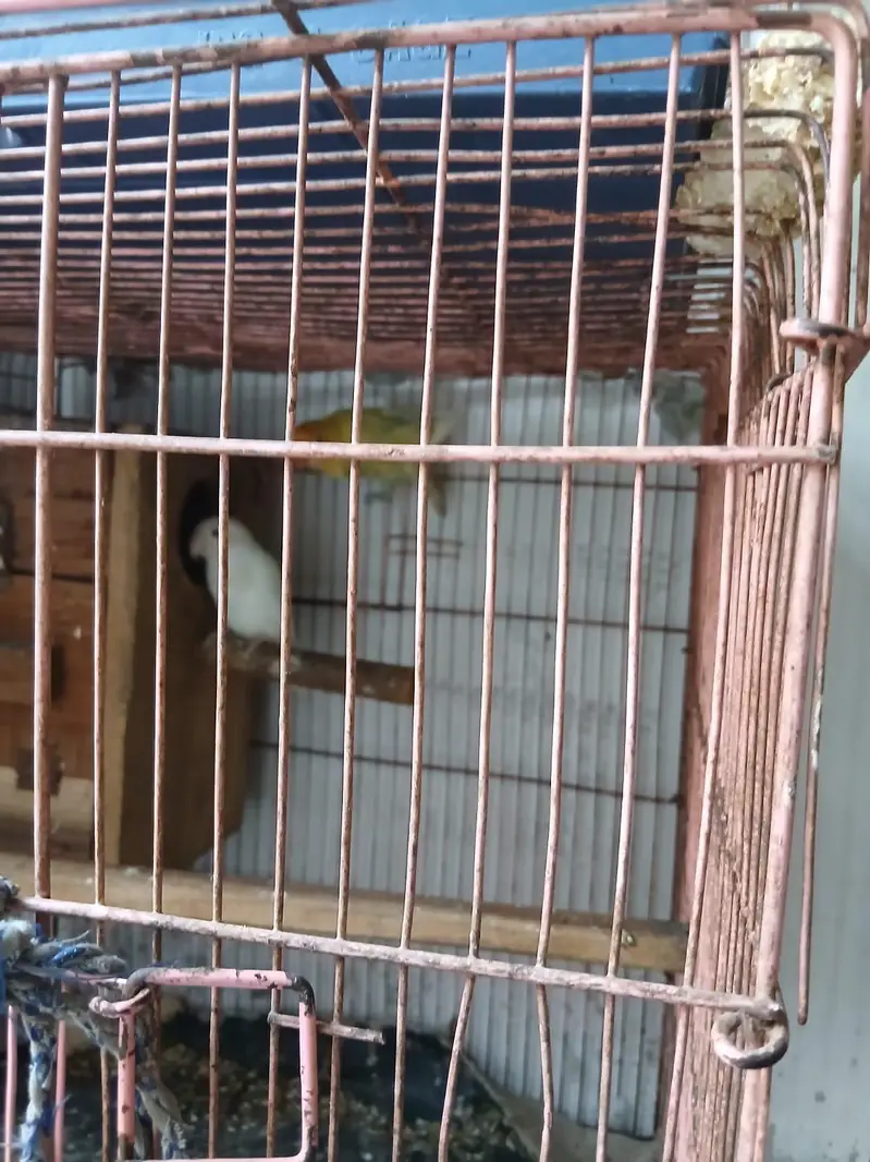 love bird's with cage — photo 10