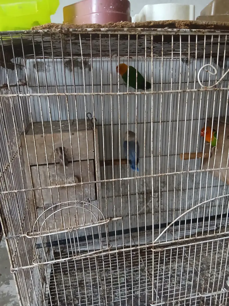 love bird's with cage — photo 11
