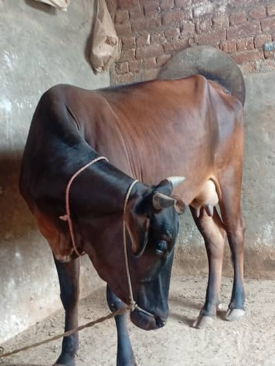 Cow sale kerni hai