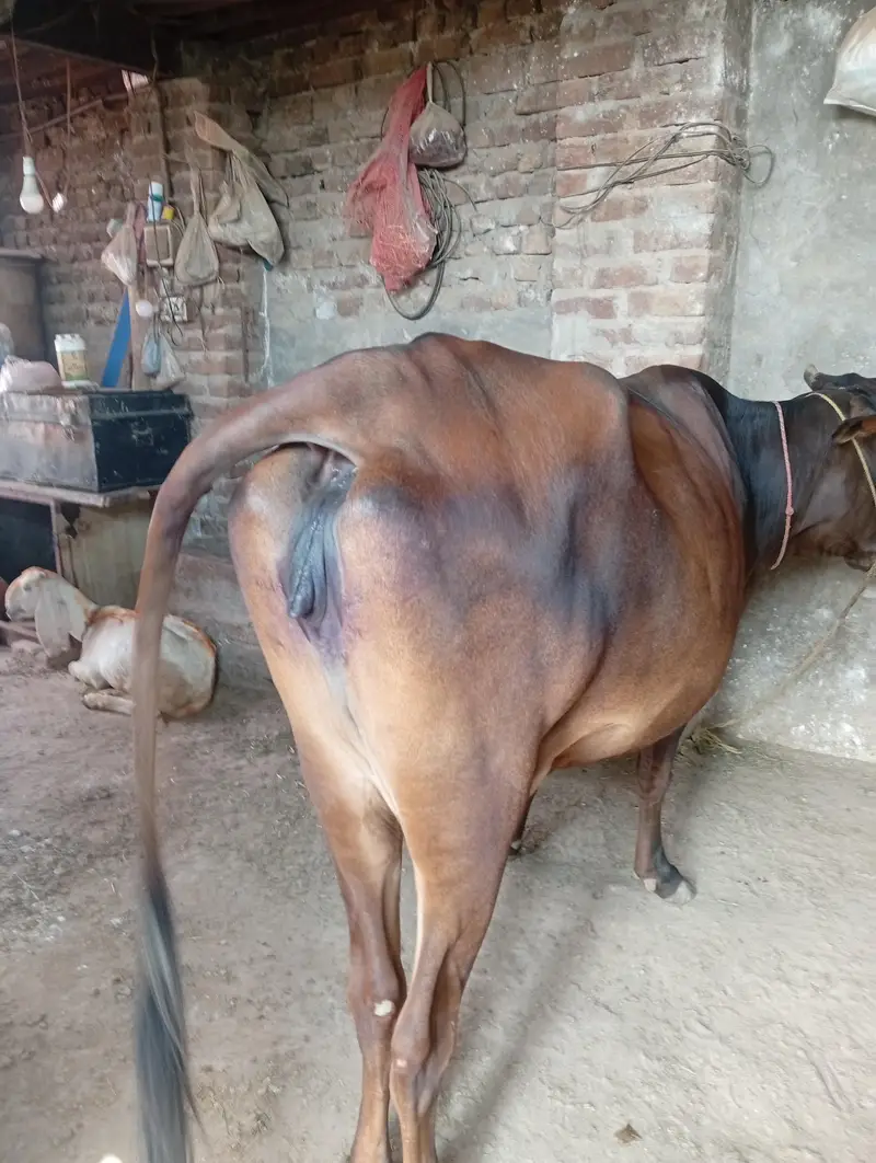 Cow sale kerni hai — photo 2