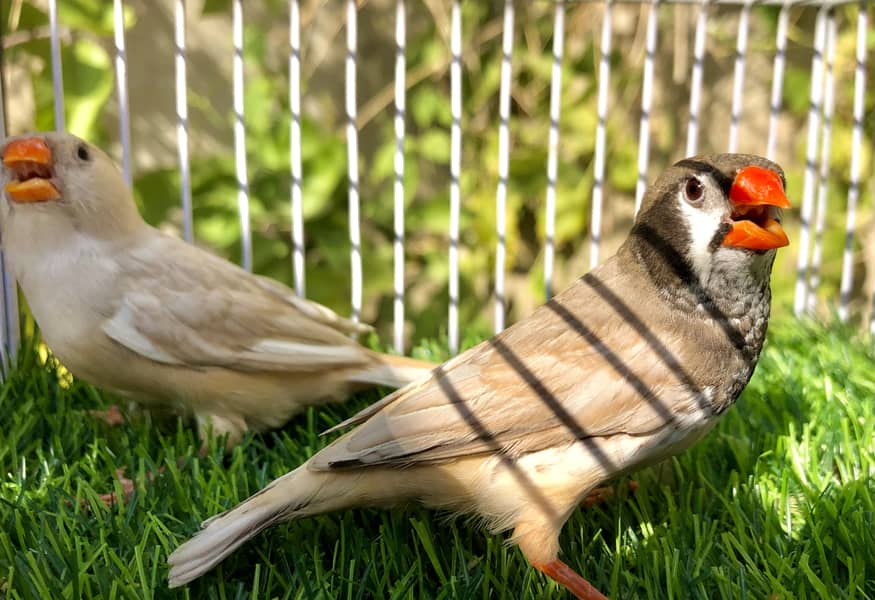 Pastel bcbb pair 1