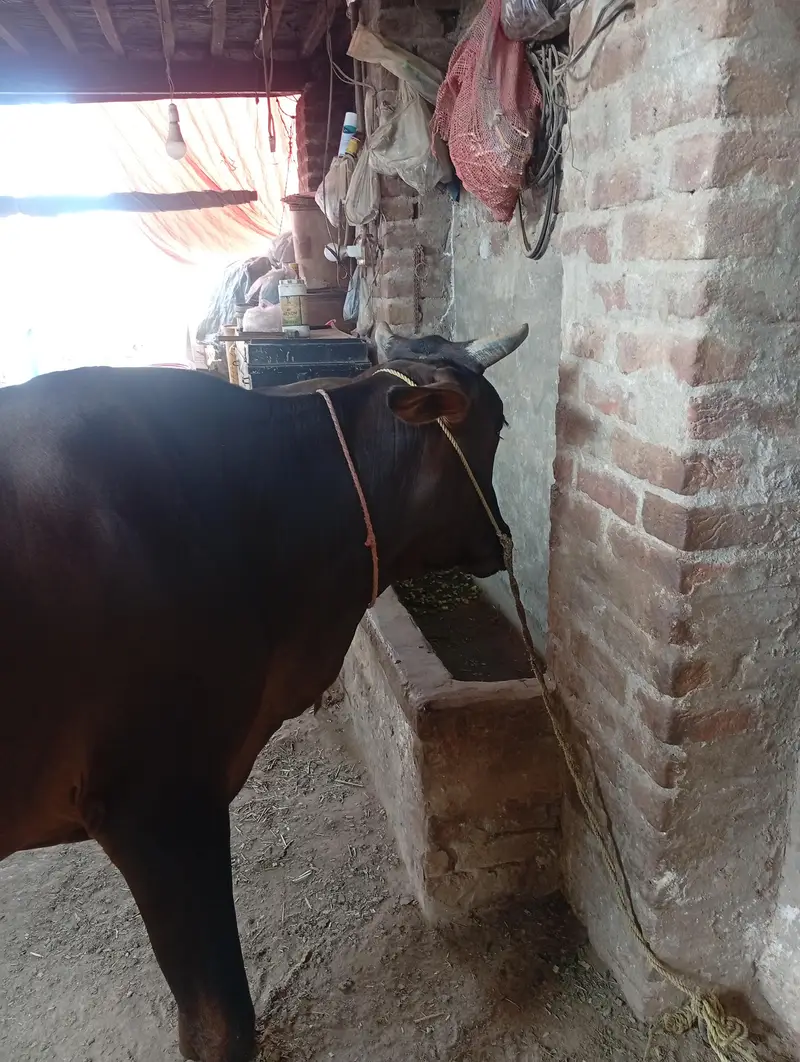 Cow sale kerni hai — photo 3