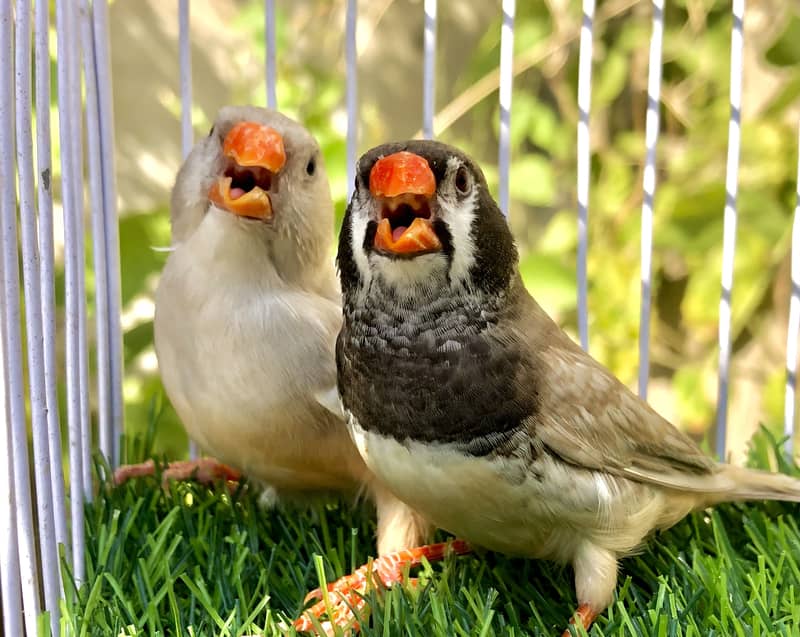 Pastel bcbb pair 2