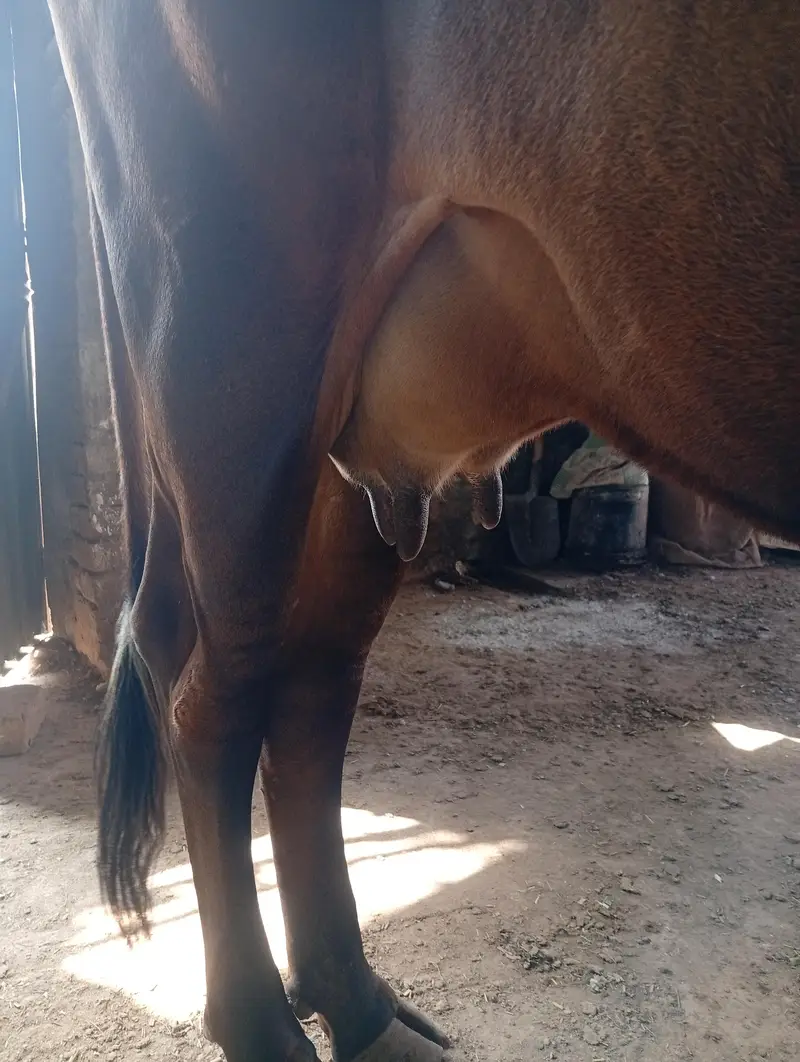 Cow sale kerni hai — photo 4