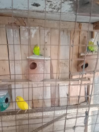 Australian parrots 2 pairs