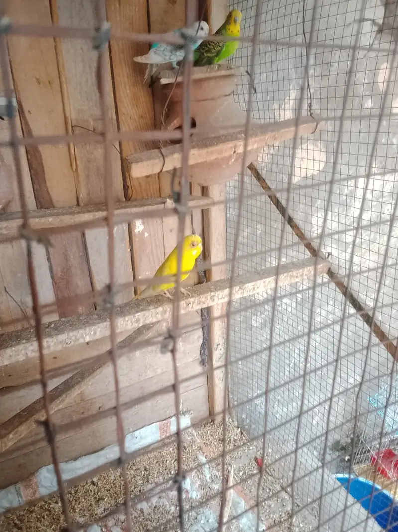 Australian parrots 2 pairs — photo 2