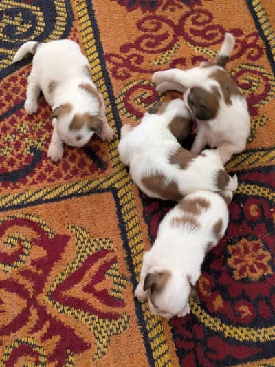 Top Quality Shihtzu Puppies