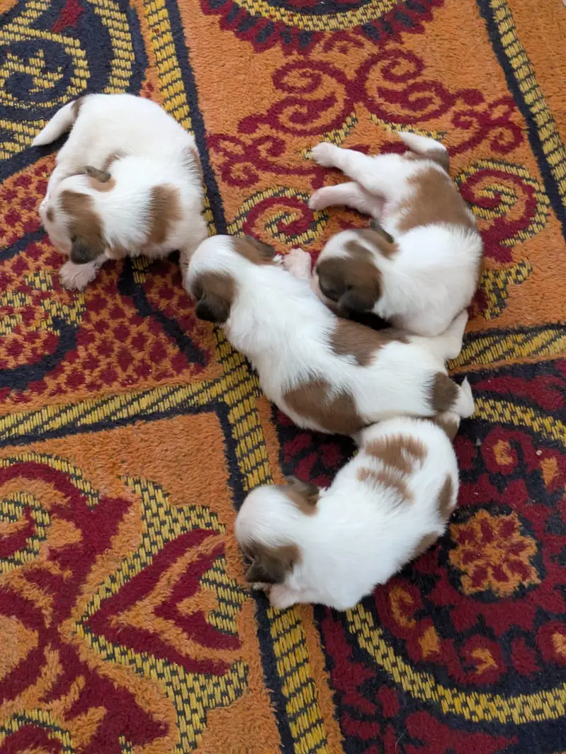 Top Quality Shihtzu Puppies — photo 2