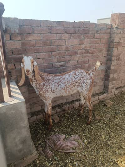 Makhi cheeni Bakri