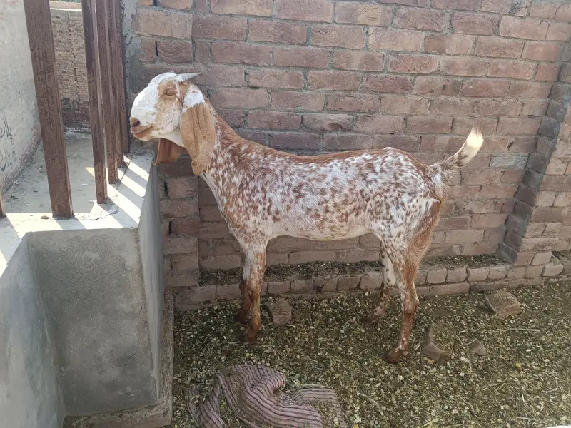 Makhi cheeni Bakri — photo 2