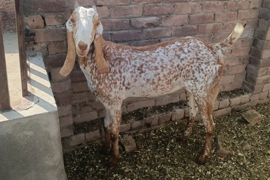 Makhi cheeni Bakri — photo 3