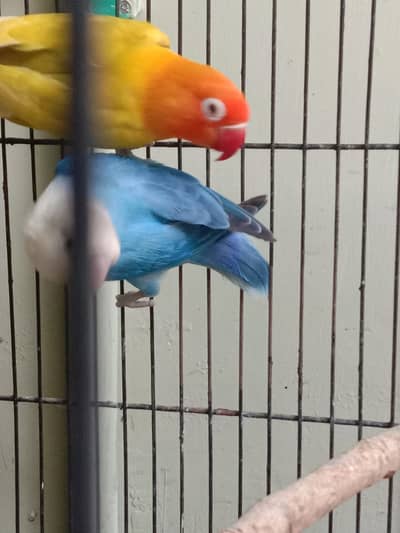 Lovebirds