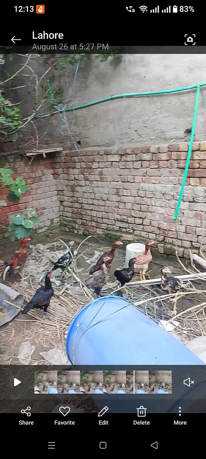 Aseel hen burmi and Pakistani — photo 3