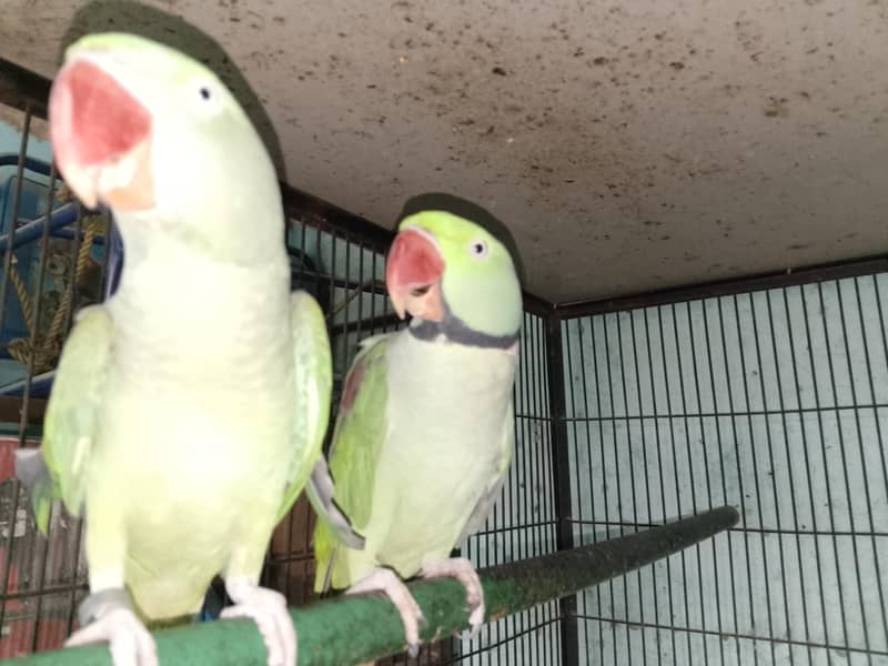 Raw breeder pair 0