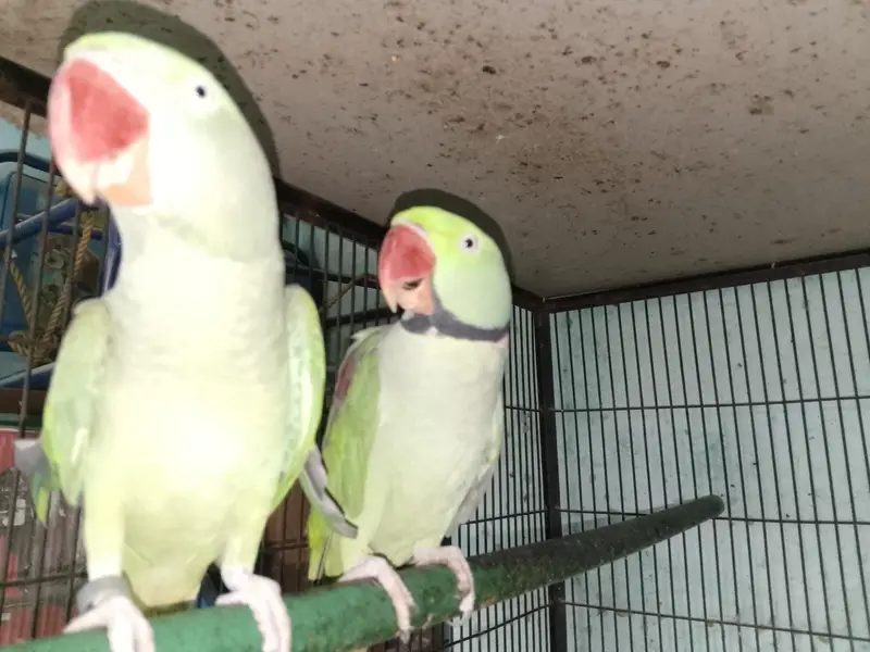 Raw breeder pair