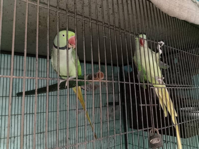 Raw breeder pair 1