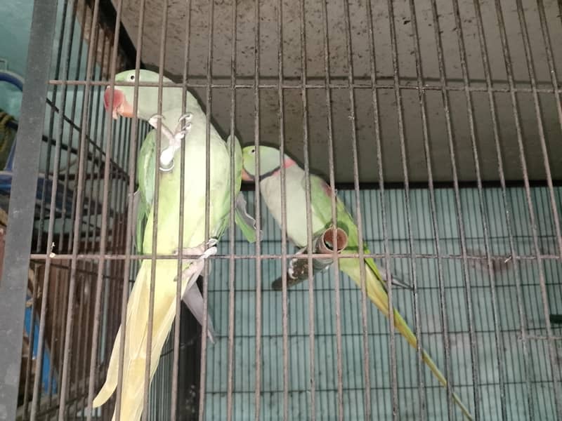 Raw breeder pair 2
