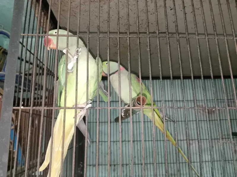 Raw breeder pair — photo 3