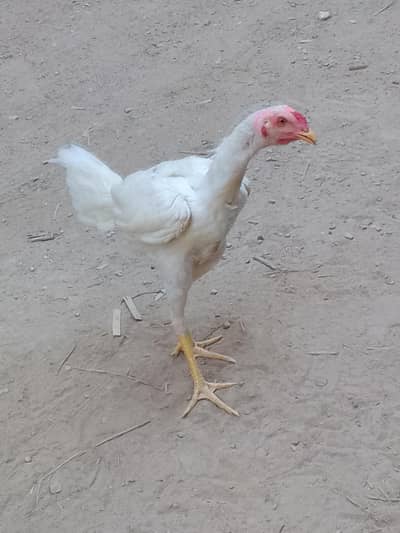 4 aseel heera breed