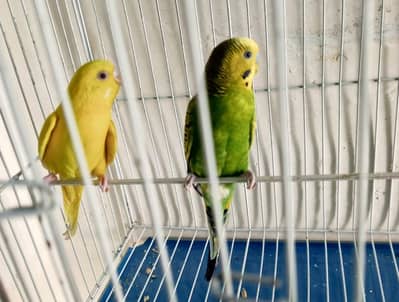 Breeder pair with cage