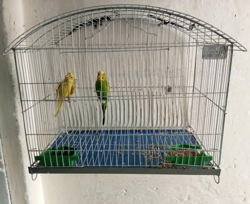 Breeder pair with cage 1