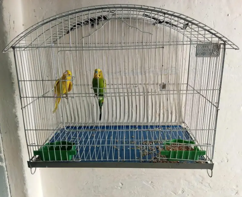 Breeder pair with cage — photo 2