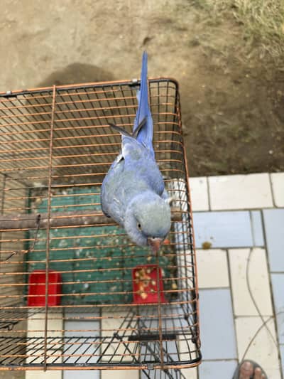 Turquoise Violet DF Split CT Self Tame Birds