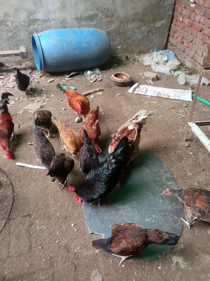 pure Desi Murgi and Murga — photo 2