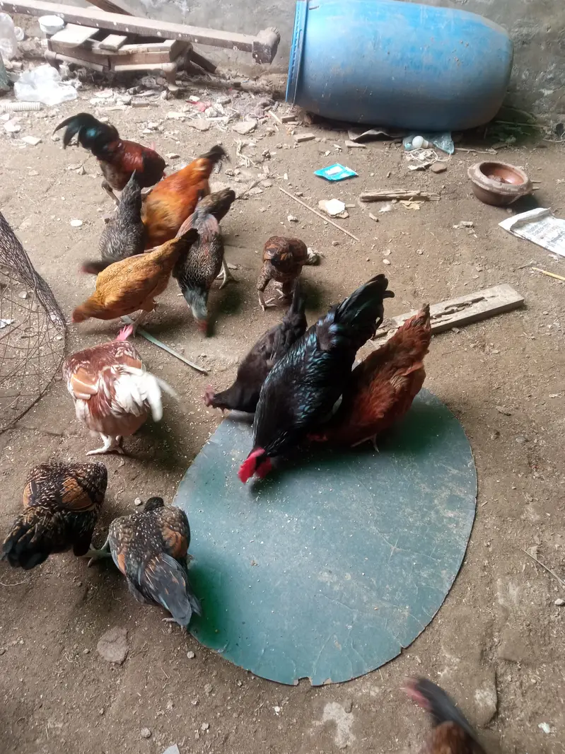 pure Desi Murgi and Murga — photo 3