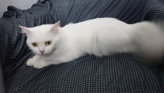 Female Cat Are Available For Adoption. . .