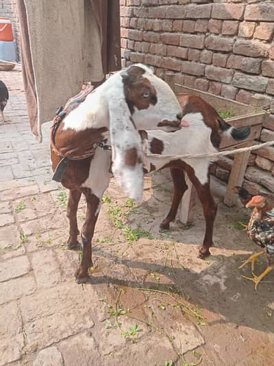 Desi bakri/Goats/Teddy goat/